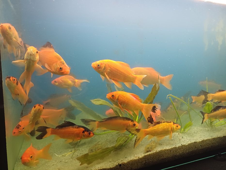 Karasie kolorowe ozdobne