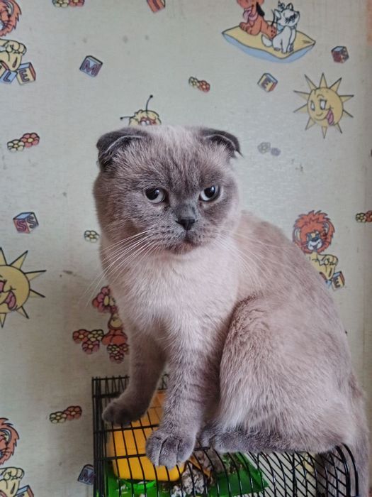 Продам висловухого котика породи скоттиш-фолд окрасу блю-пойнт