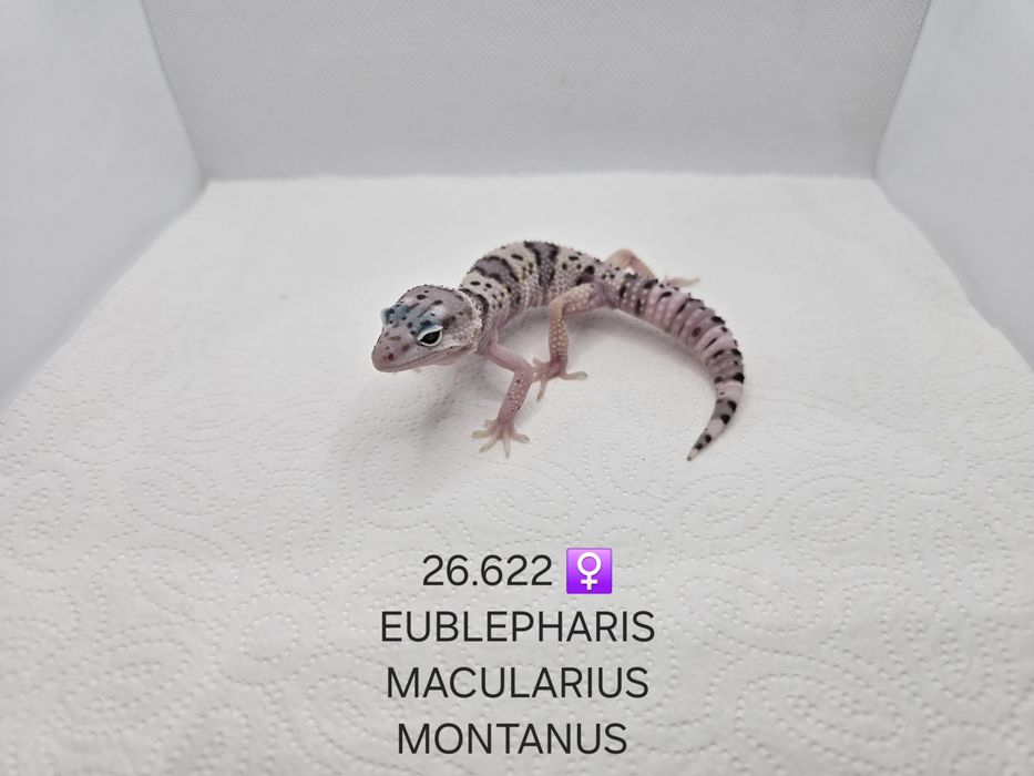 Gekon lamparci Eublepharis macularius montanus
