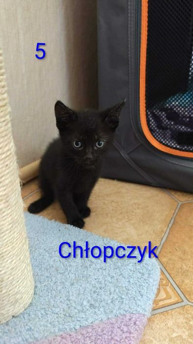 Kotki szukają domu.