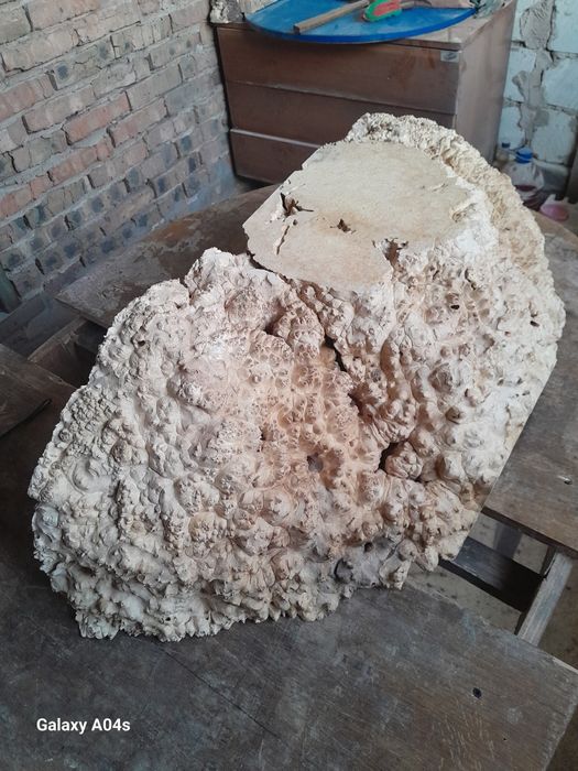 Великий зріз капа кленового для творчих робіт