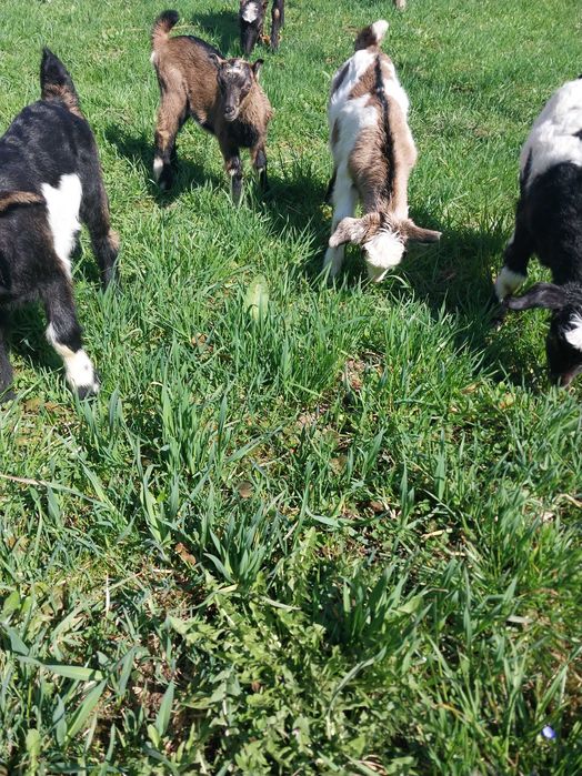 Продаються козенята