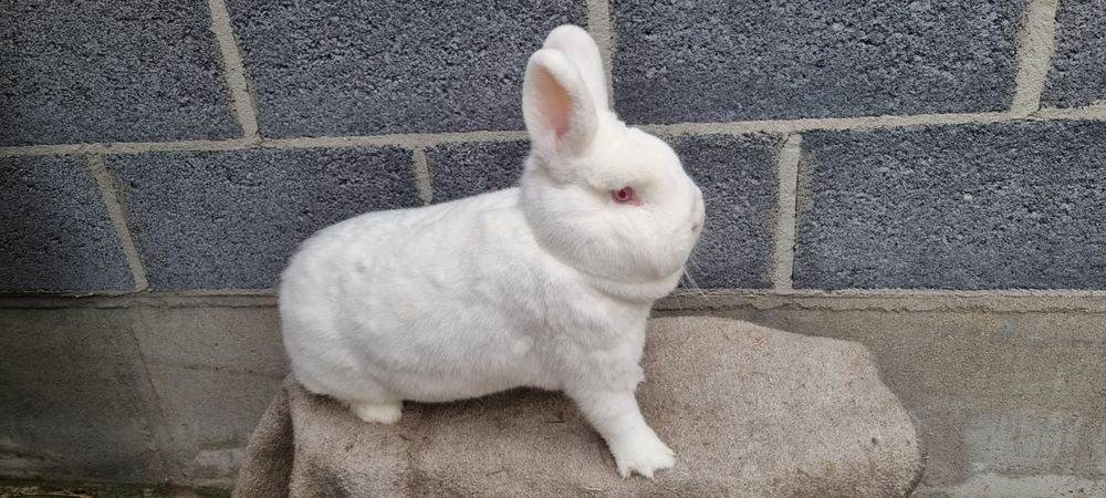 Nowozelandzki Biały