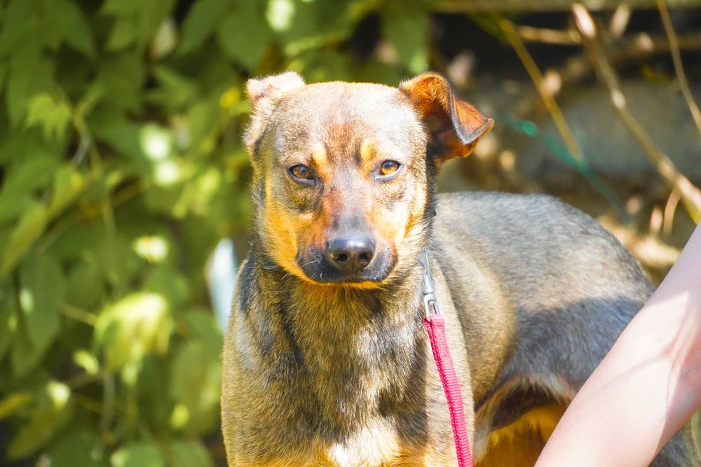 Amon - fajny, młody pies poleca się do adopcji