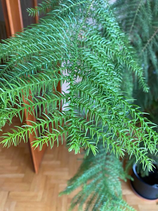 Kwiat Araukaria, oryginalne drzewo do ogrodu, do domu ZDROWE *OKAZJA*