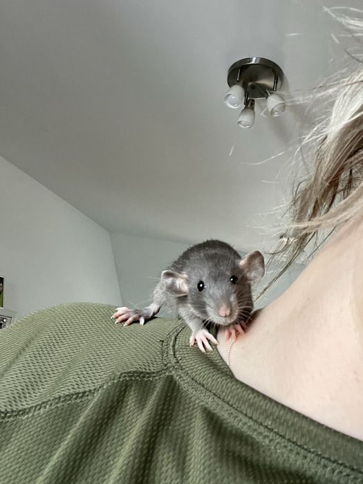 Szczur szczurek szuka domu