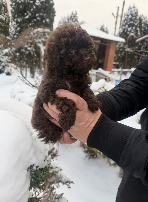 Мальчик пудель шоколад