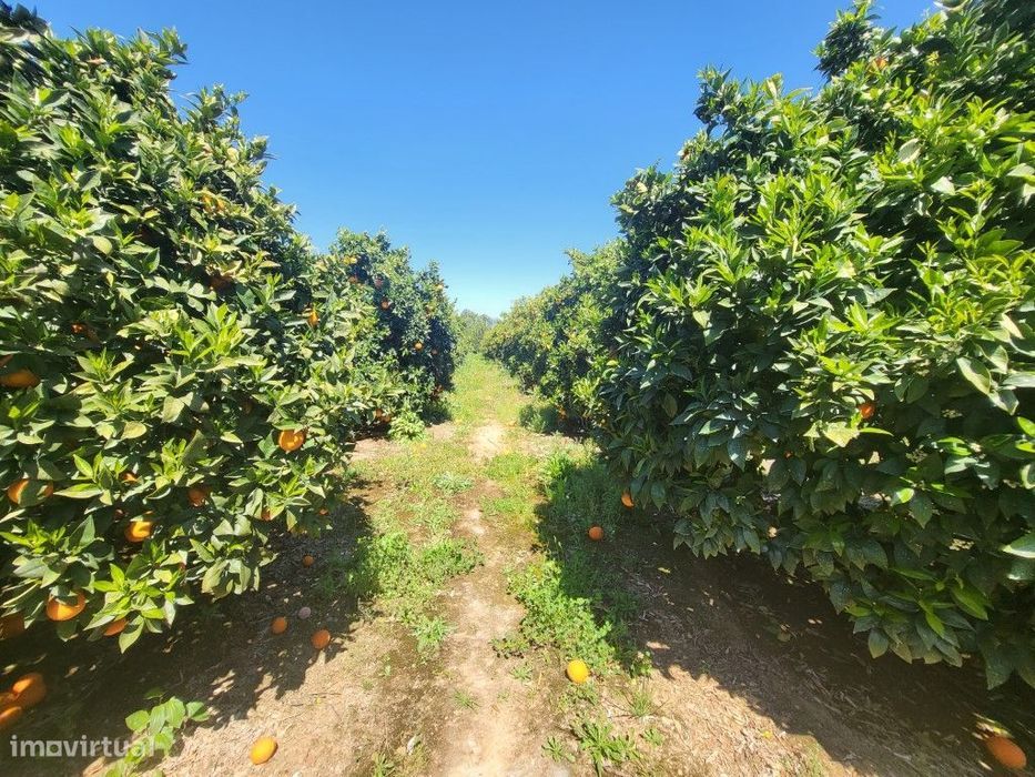 Moradia Isolada T2 c/. 80 laranjeiras e água - lote de. 4000 m2