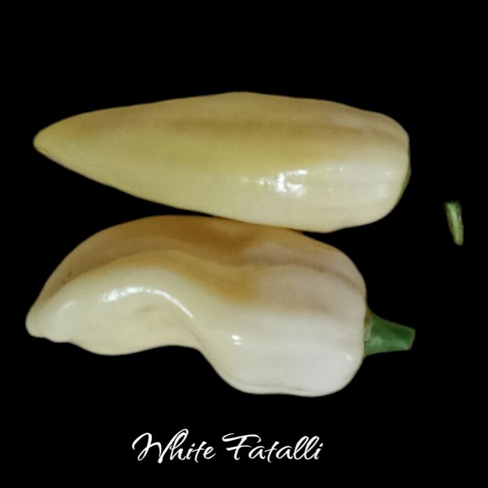 Vendo sementes de malaguetas raras