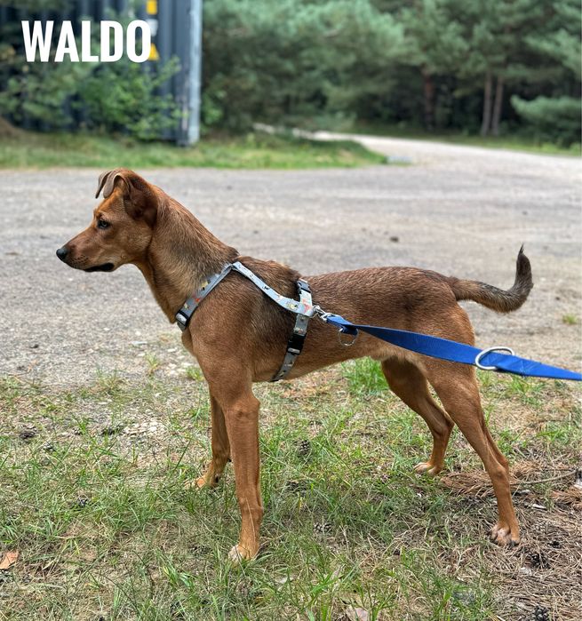 10 miesieczny Waldo szuka domu, adopcja