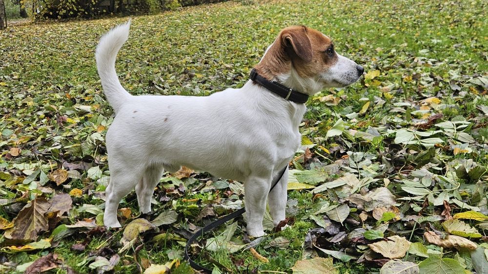 Suczka Jack Russell Terrier