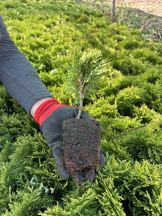 Кульки туї Міріам