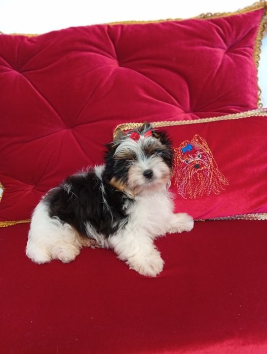 Mini samczyk z metryką ZKwP/FCI Biewer Yorkshire terrier,do  2 kg