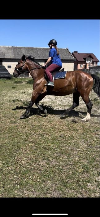 Klacz Śląska 17 at