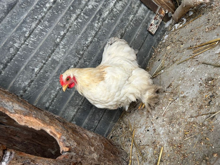 Kury Koguty kogut Kochin karzelek miniaturowy  lokowany