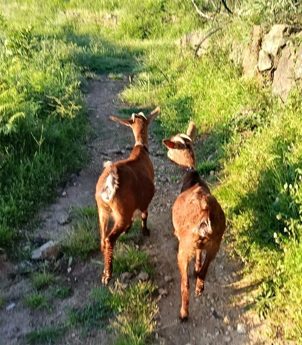 Troco por duas ovelhas estás  duas cabras