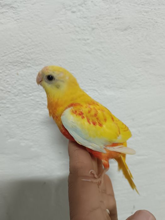 Turquoisene e piriquitos domésticados