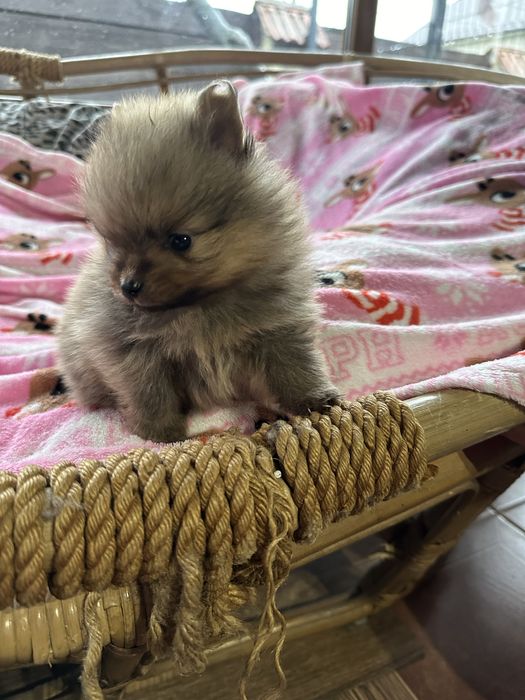 Чарівні малюки померанського шпіца, міні, готові до переїзду