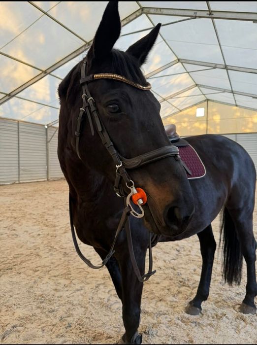 Piękna klacz do sportu.