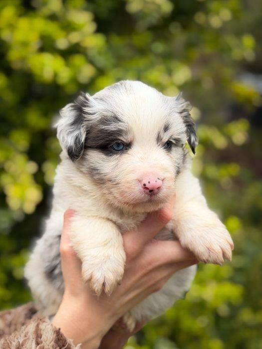 Piesek blue merle border collie