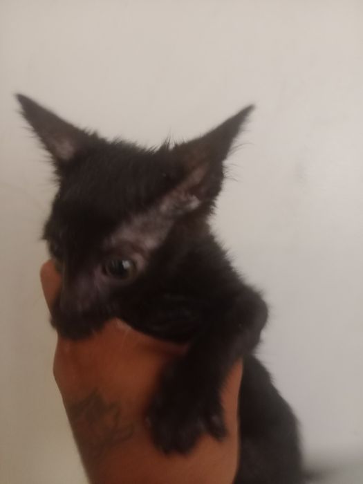 Gatinhos bebés para adoção