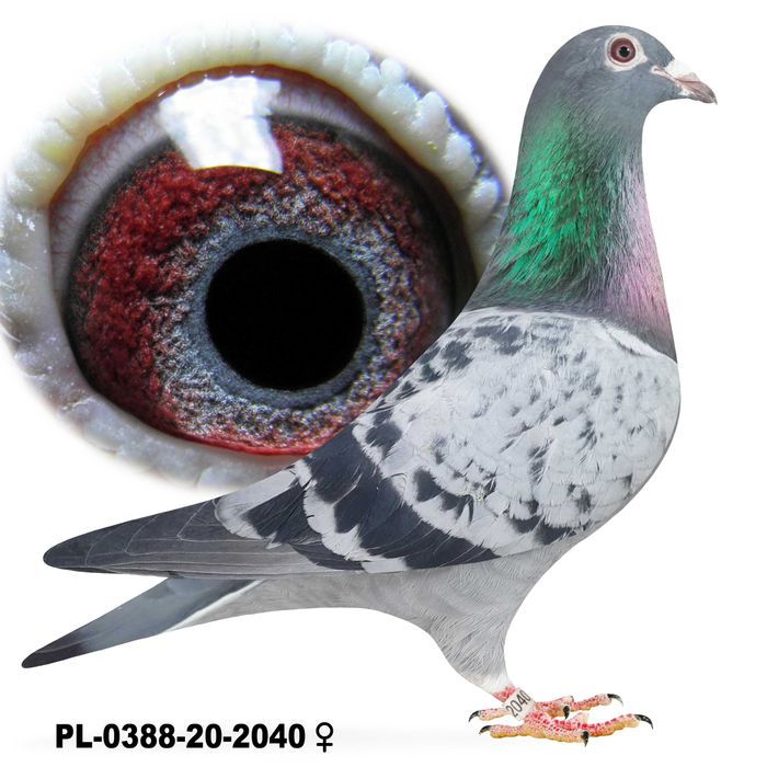 Młode para 120 Oryg. P. Mędrysa lotnikach gołąb gołębie pocztowe