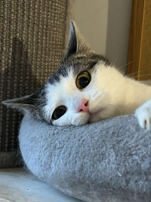 6 miesieczna kotka szuka domu