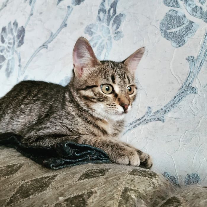 Подарую гарненьких кошенят