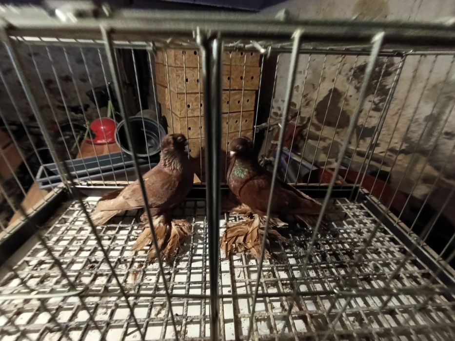 Wywrotki wschodniopruskie  gołębie