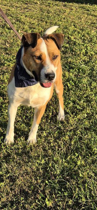 Piesek około trzy lata