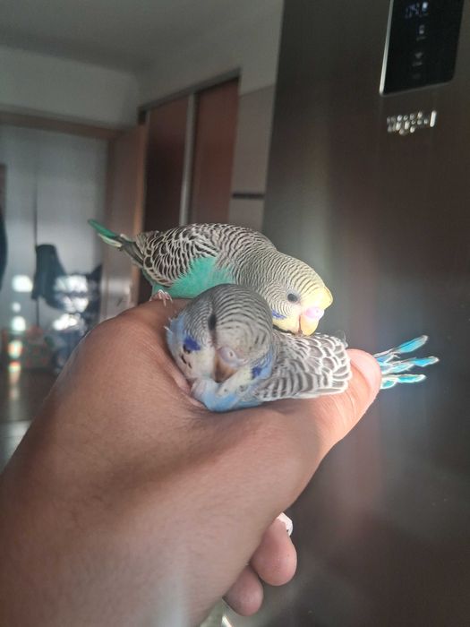 Piriquitos lindos