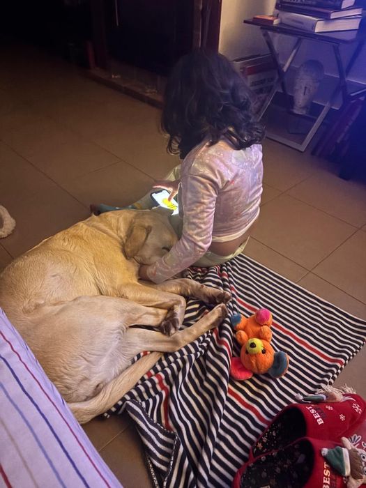 Labradora muito meiga para adoção