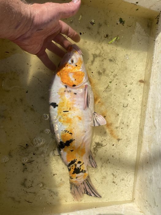 Karp koi selekt Japonia.