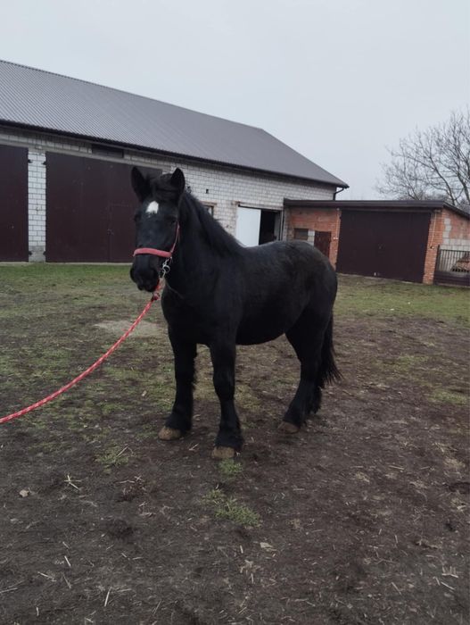 Źróbka zimnokrwista