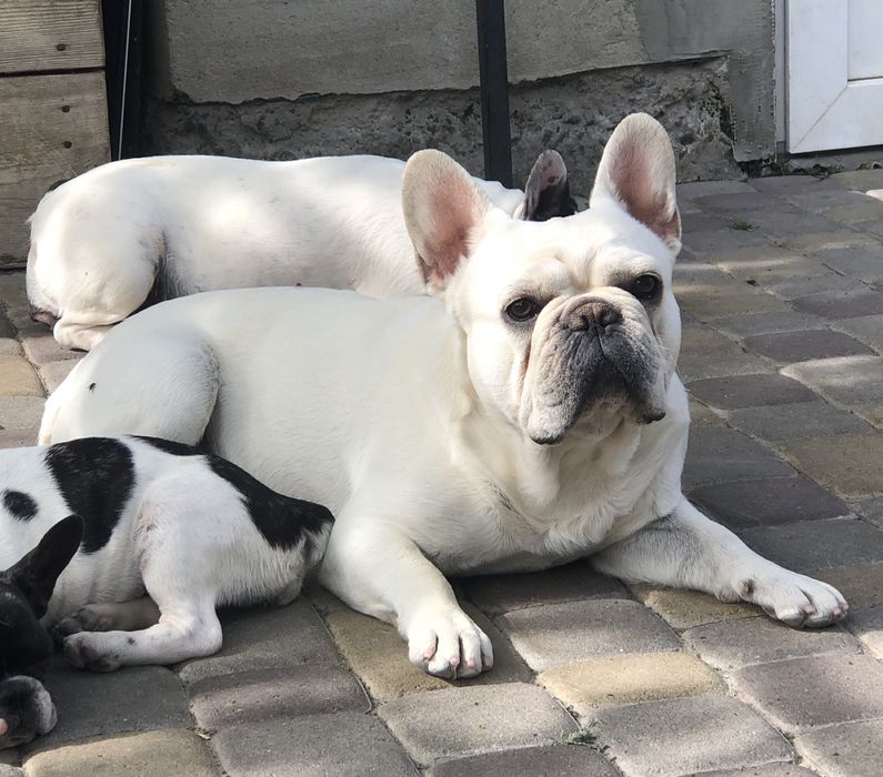 Французський бульдог, крем, вязка