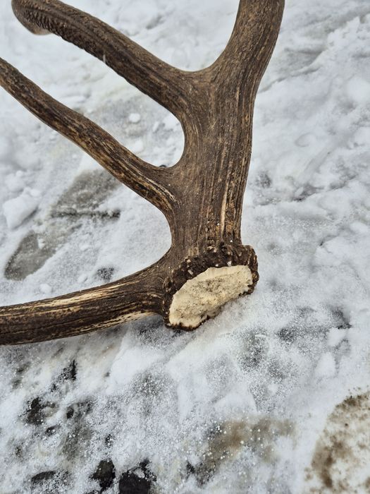 Poroże zrzut 4,35kg rogi jelenia