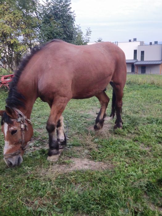 Wałach  koń bardzo spokojny