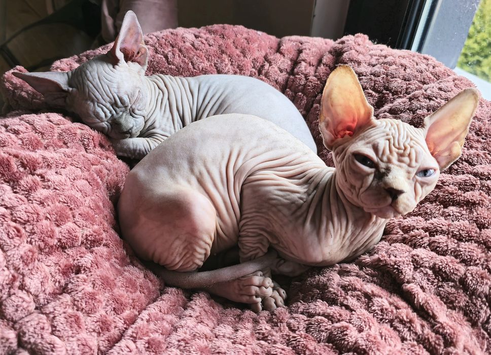 Sfinks kanadyjski z rodowodem hodowla Gatti Calvi PL