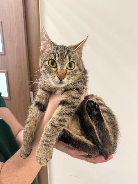 Ida - 7-miesięczna, pełna życia kotka szuka kochającego domu!