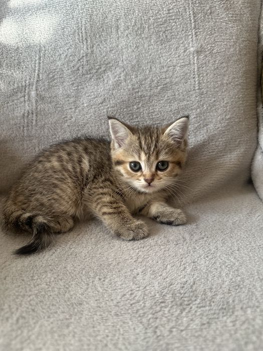 Шотландські кошенята