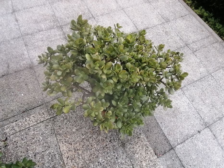 Vendo 2 vasos lindíssimos