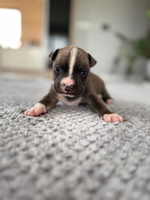 Piękna Suczka marengo American Staffordshire Terrier (amstaff)