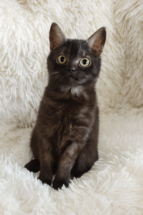 Шукаємо дім для маленької чарівниці.