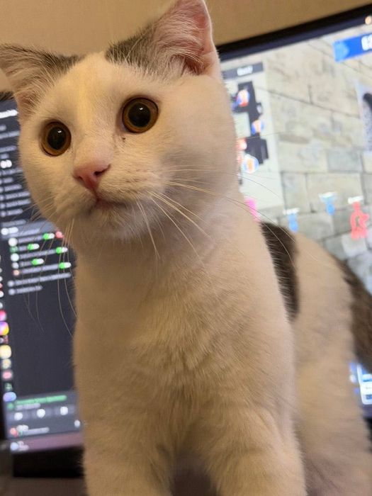 Загубився котик, Осокорки