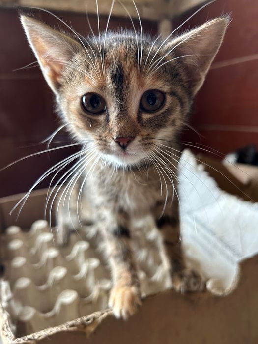 Oddam kotki w dobre ręce