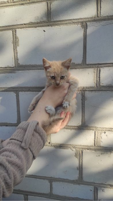 Руденьке сонечко та сірий тигрик шукають дім! Кошенята (4 міс.) у добрі руки