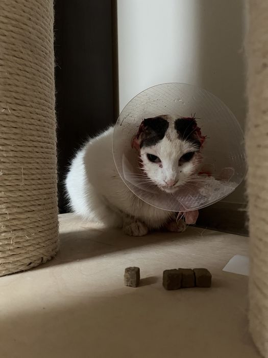 Biała czarna kotka bez uszu wykastrowana adopcja szuka domu