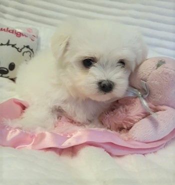 Maltańczyk **Mini Piesek** z Rodowodem