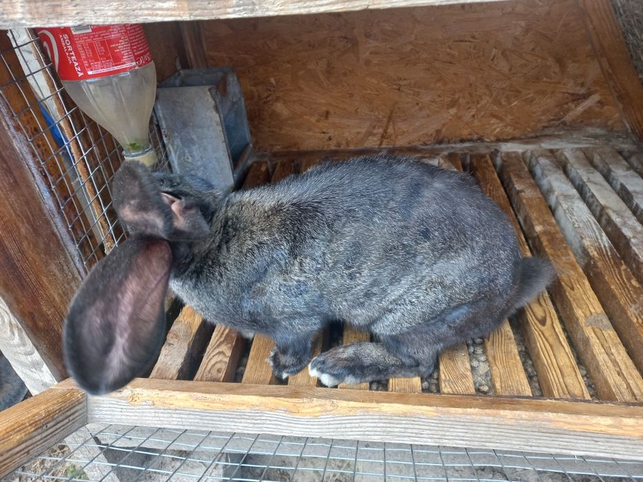 Продам кроликів та кроличок