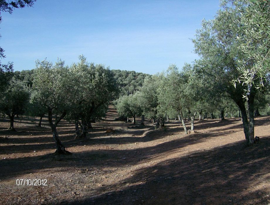 Olivais tradicionais nos arredores de Estremoz